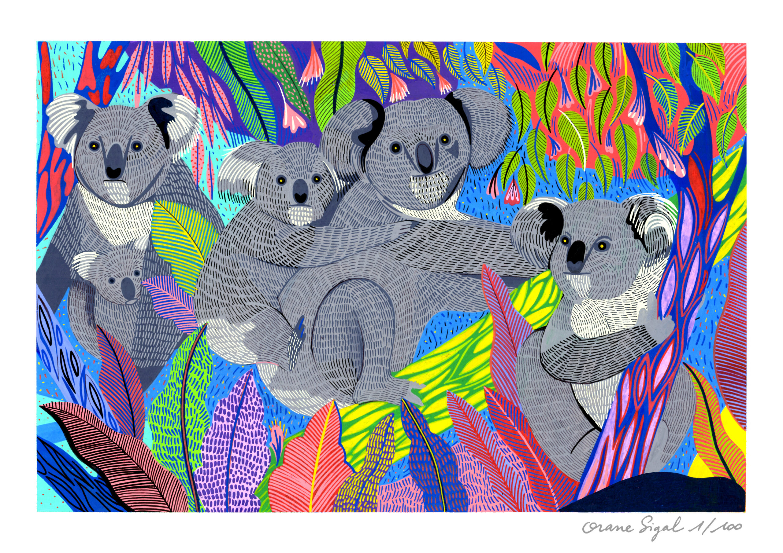 Tirage - Koalas – Image 3