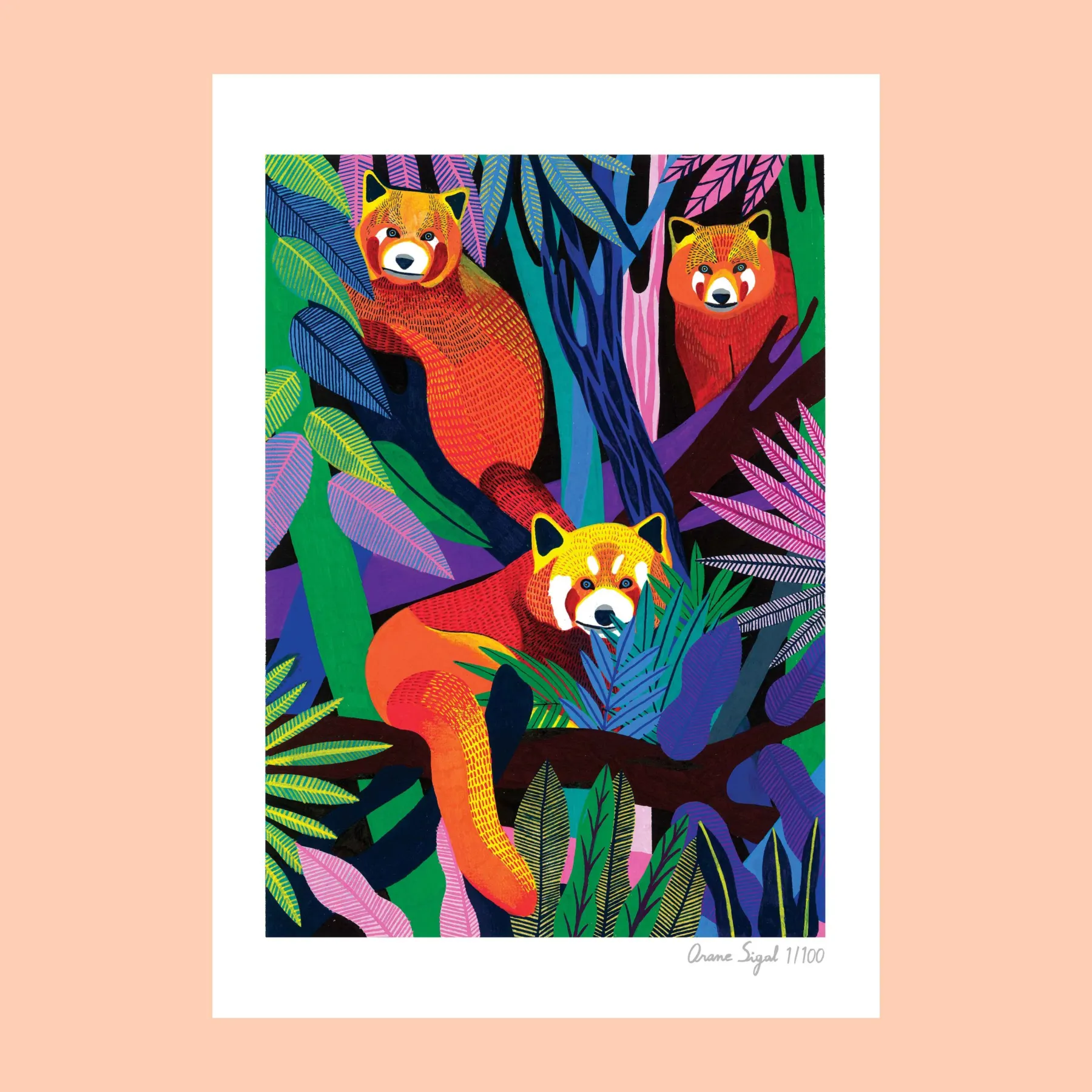 Pandas-roux, tirage d'art illustré par Orane Sigal