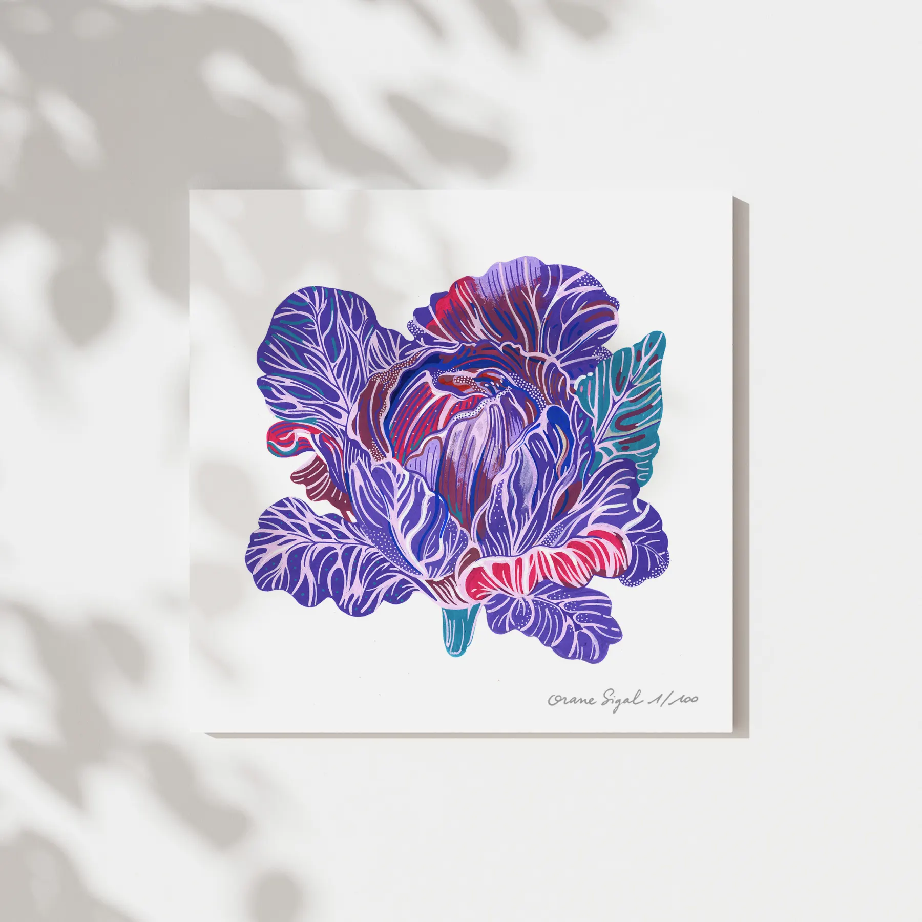 Chou rouge aux feuilles violettes et bleues déployées sur fond blanc, tirage d'art illustré par Orane Sigal