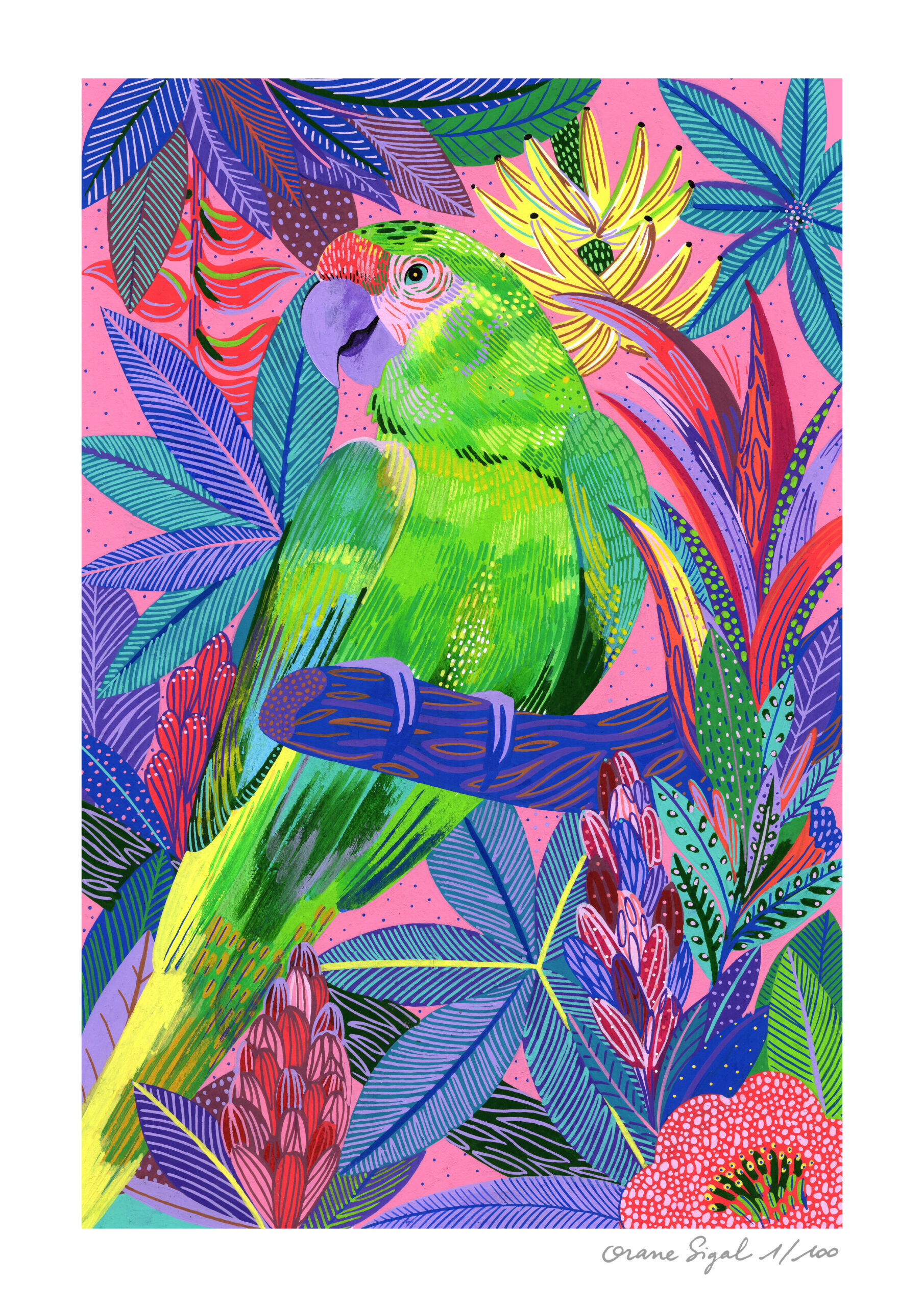 le-ara-vert-sur-sa-branche-orane-sigal-lasigalerie-tirage-art-illustration-lyon-1