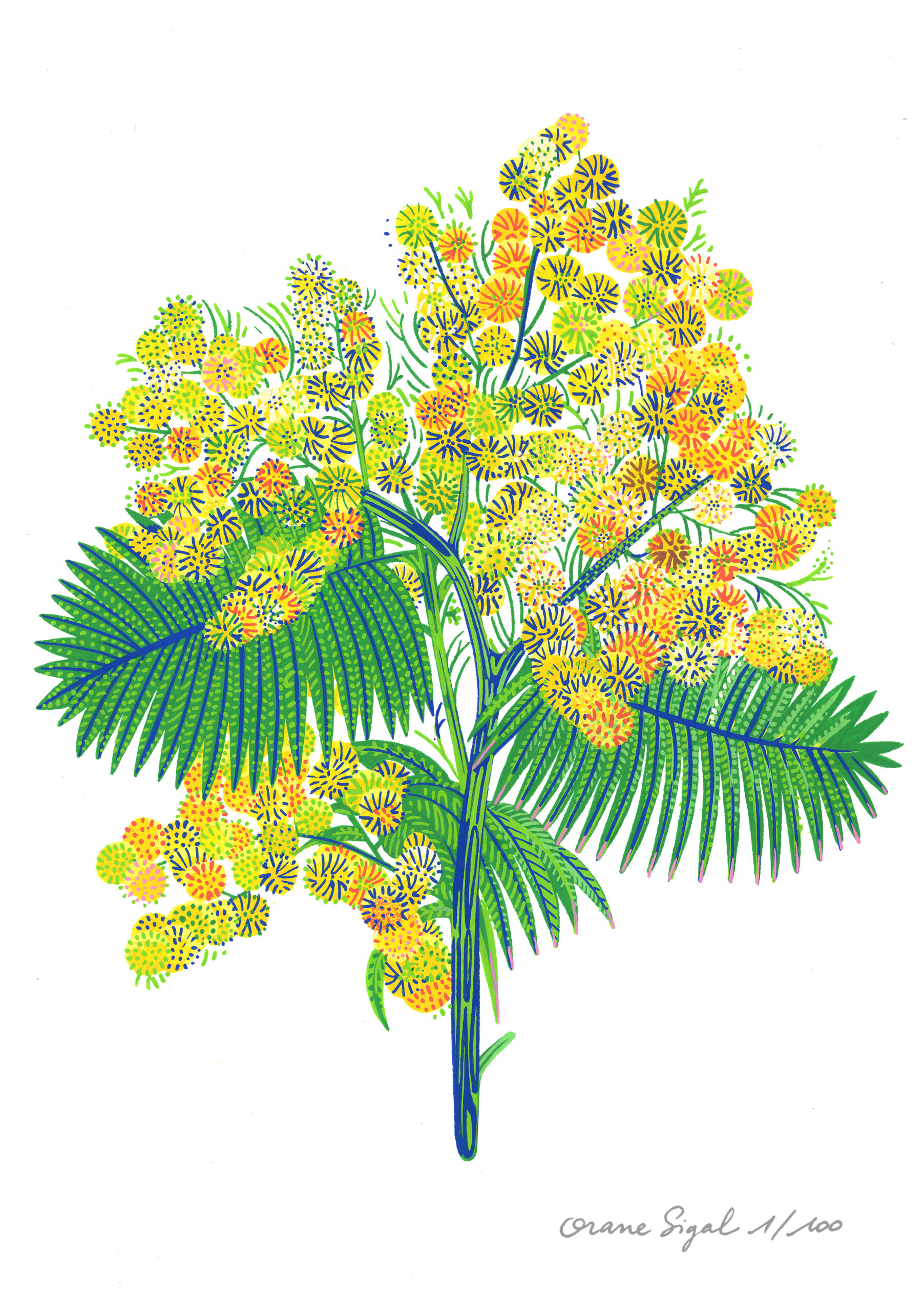 mimosa-orane-sigal-lasigalerie-tirage-art-illustration-lyon-1