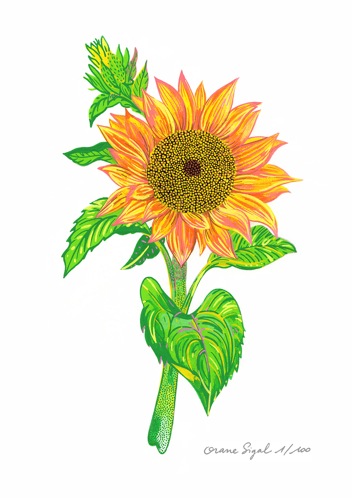 tournesol-orane-sigal-lasigalerie-tirage-art-illustration-lyon-1