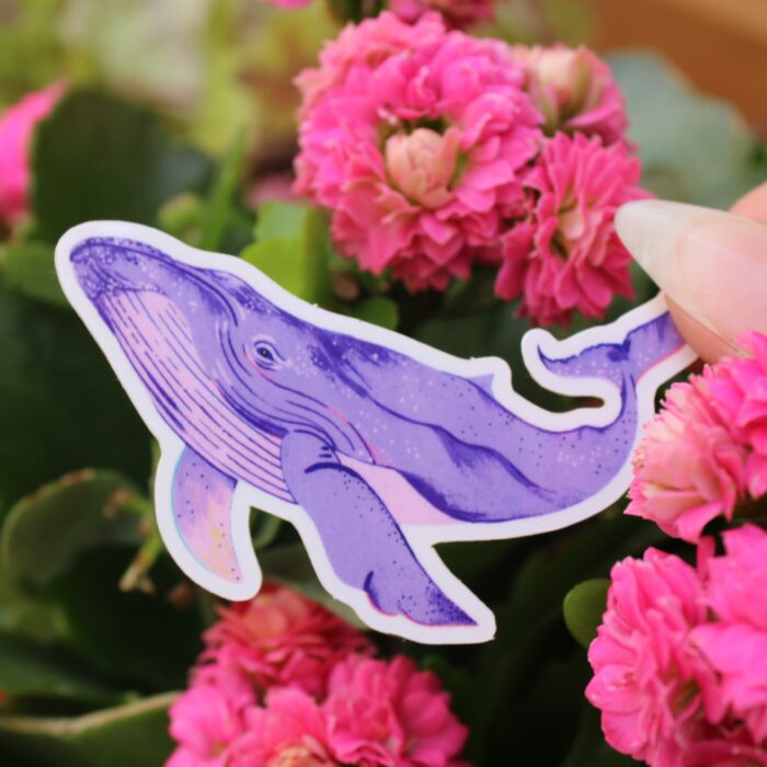 sticker-baleine-orane-sigal-sigalerie-2